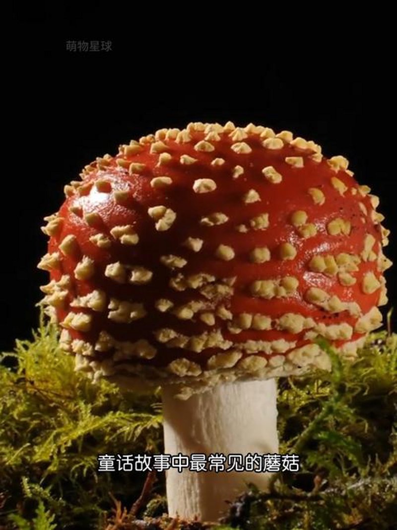蓝瘦香菇商城：如何在电商浪潮中乘风破浪？